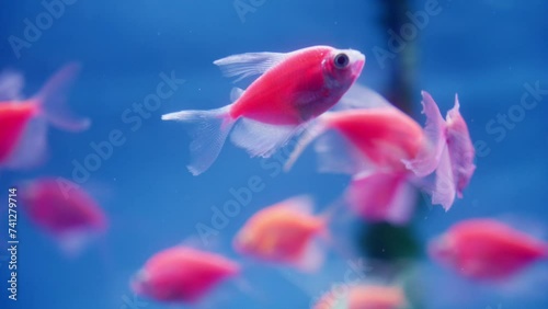 In the serene blue waters, a striking red GloFish (Gymnocorymbus ternetzi) gracefully glides alongside a vibrant green companion, adding a splash of color to the aquatic scene photo