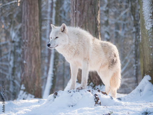 Loup arctique en hiver