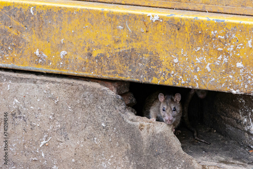 Dirty, shaggy-haired, beady-eyed, repulsive, disgustin rats emerge from the cracks of buildings. Refers to the rat problem in the city, animal disease outbreaks, and filth. Selective focus.