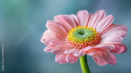 Beautiful floral background. Aesthetics, minimalism, single flower close-up. Floral background for advertising, cards, weddings, wallpaper.