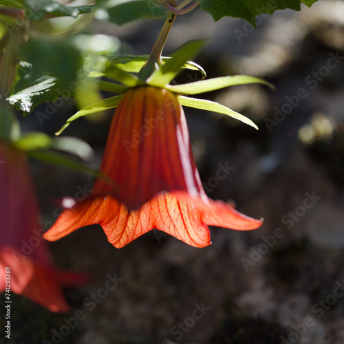 Flora of Gran Canaria -  Canarina canariensis, Canary bellflower natural macro floral background photo