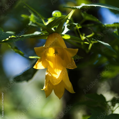 Flora of Gran Canaria -  Canarina canariensis, Canary bellflower natural macro floral background photo