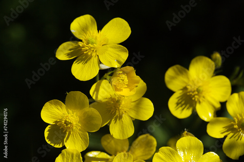 Flora of Gran Canaria - bright yellow flowers of Ranunculus cortusifolius, Canary buttercup natural macro floral background
 photo