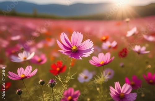 Wallpaper Mural pink cosmos flower Torontodigital.ca