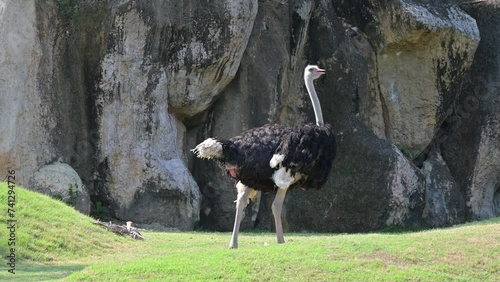 an ostrich is walking on the grass