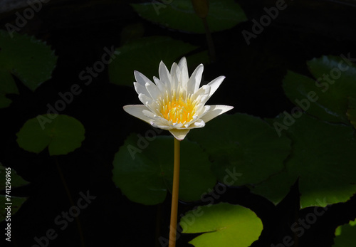 White lotus in the tub.