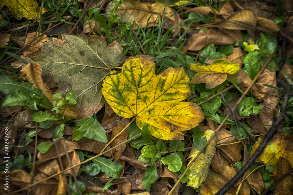 A bunch of colourful autumn leaves on the ground A bunch of colourful autumn leaves on the ground