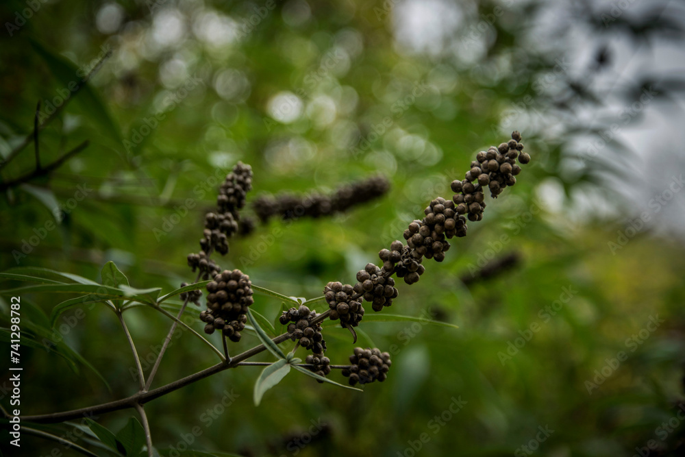 A closeup of a branch of a chaste tree