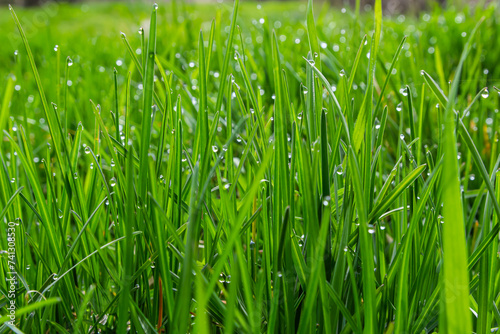 Water drops on the green grass. Morning dew, watering plants. Drops of moisture on leaves after rain. Beautiful green background on an ecological theme