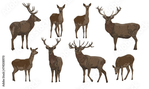 Set of male and female red deer in different poses. Noble deer Cervus elaphus. Wild vector animal