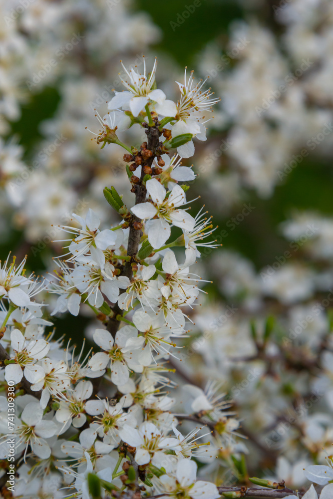 Prunus spinosa, Sloe white flowers in spring. Wild plant from the Rosaceae family witch produces edible berries in late autumn Prunus spinosa, Sloe white flowers in spring. Wild plant from the Rosaceae family witch produces edible berries in late autumn