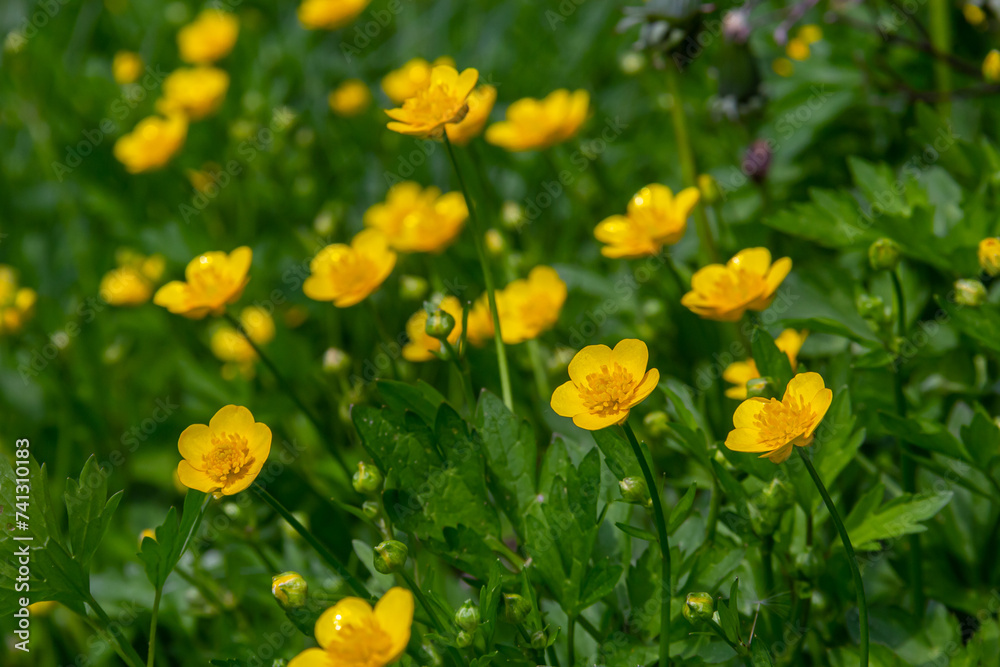 lose-up of Ranunculus repens, the creeping buttercup, is a flowering plant in the buttercup family Ranunculaceae, in the garden lose-up of Ranunculus repens, the creeping buttercup, is a flowering plant in the buttercup family Ranunculaceae, in the garden