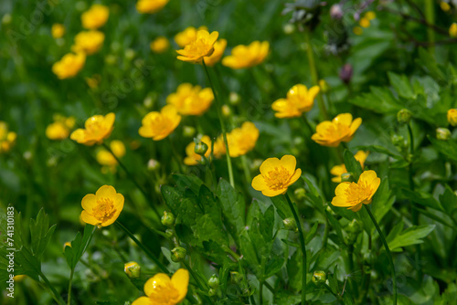 lose-up of Ranunculus repens, the creeping buttercup, is a flowering plant in the buttercup family Ranunculaceae, in the garden © Oleh Marchak