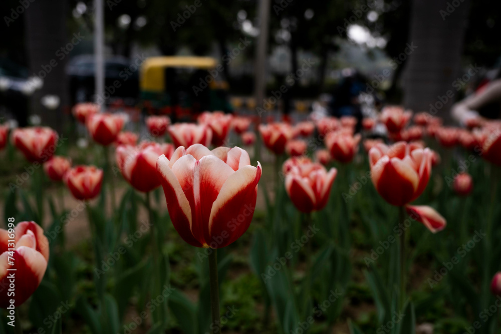 whimsical tulips at shanti path, delhi, close up of flowers whimsical tulips at shanti path, delhi, close up of flowers