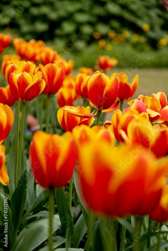 Blooming whimsical orange and red tulips around Delhi  at Shanti Path during Tulips festival