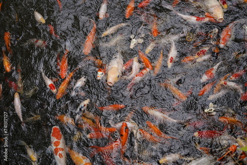 鯉