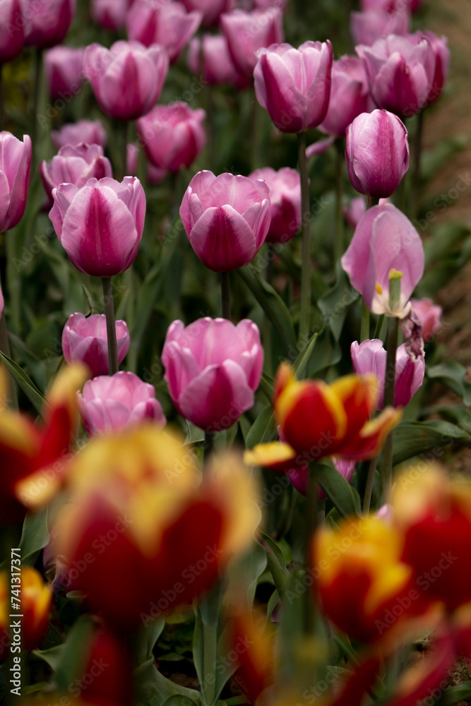 whimsical tulips at shanti path, delhi, close up of flowers whimsical tulips at shanti path, delhi, close up of flowers
