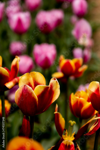 whimsical tulips at shanti path, delhi, close up of flowers