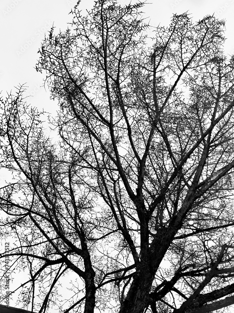 silhouette of a tree in winter silhouette of a tree in winter