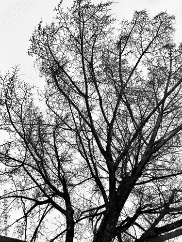 silhouette of a tree in winter © Brian