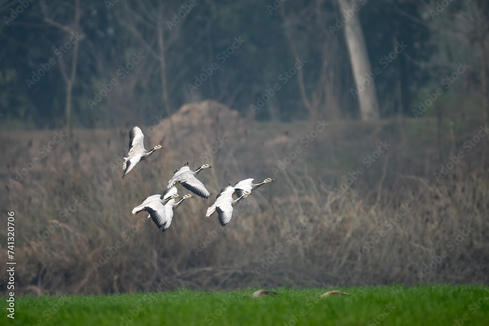 Fototapeta premium Flock of bar headed Goose 