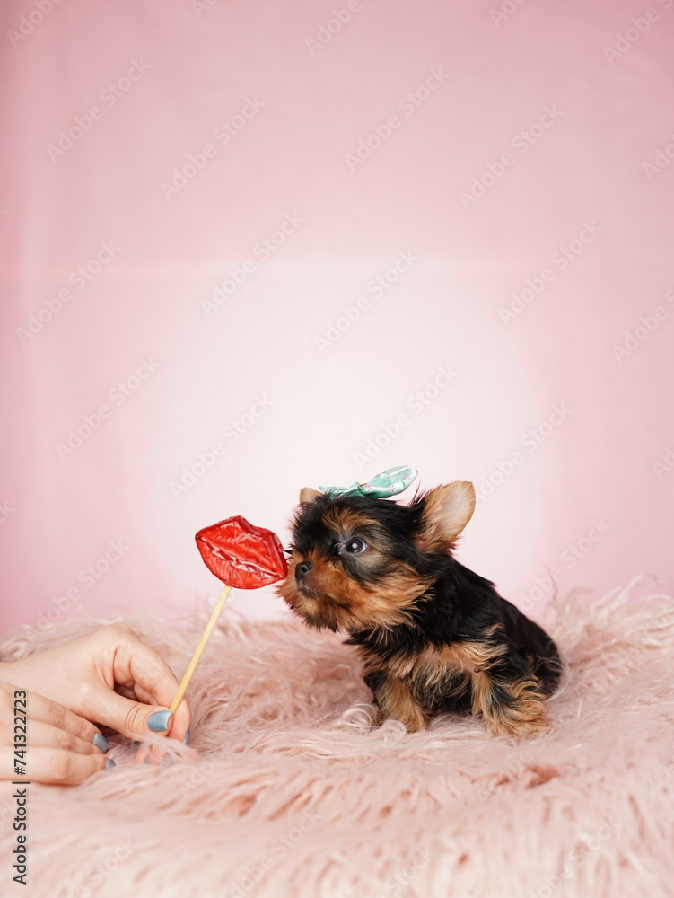 Yorkshire terrier puppy sitting on a pink fur pillow on an isolated pink background. Fluffy, cute dog with a bow on his head licks a lollipop. Cute pets Yorkshire terrier puppy sitting on a pink fur pillow on an isolated pink background. Fluffy, cute dog with a bow on his head licks a lollipop. Cute pets