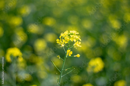 Fresh Yellow Mustard flower closeup with greenery (ID: 741323906)