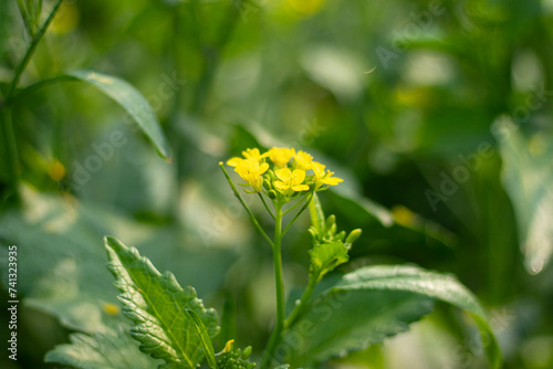 Fresh Yellow Mustard flower closeup with greenery (ID: 741323935)