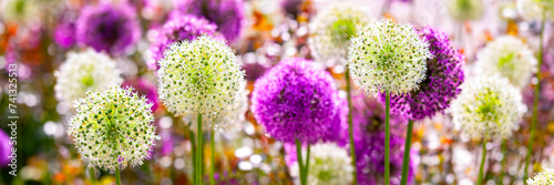 Giant onion (Allium), popular and beautiful big flowering garden plant with globes of intense white and purple umbels. Panorama of backlit colorful flowers in spring season in a park in Germany.  photo