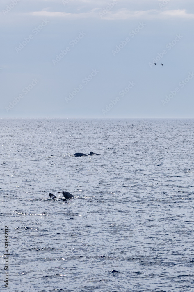 Vertical capture of adult pilot whales grouping near Norway's coast, with a serene sea backdrop and distant birds in flight