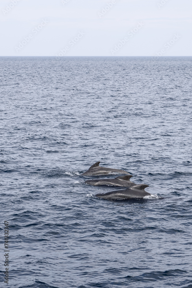 Fototapeta premium This vertical snapshot features a trio of adult pilot whales, elegantly aligned and cutting through the calm, grey-blue waters near Andenes, Norway