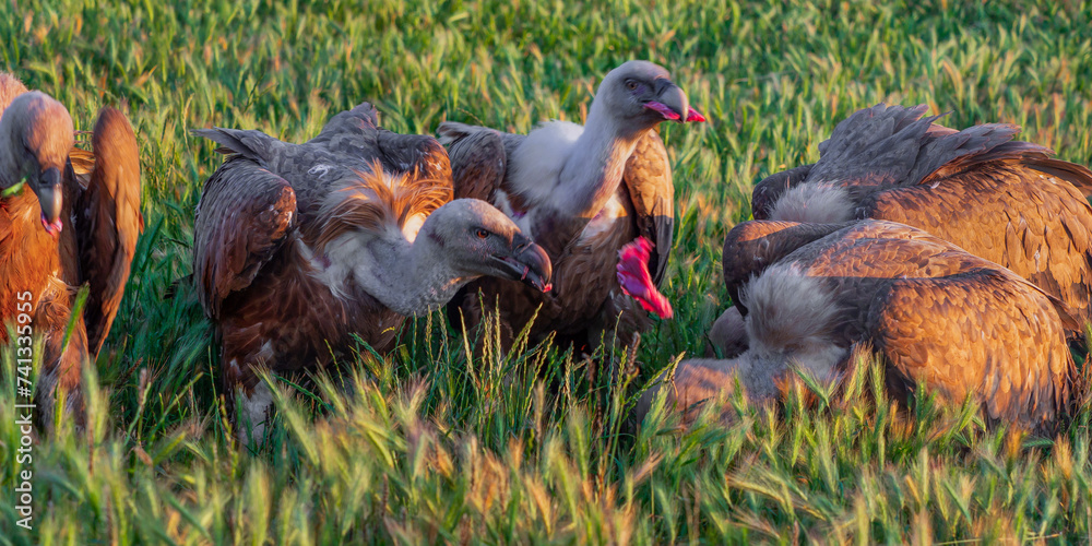 Eurasian Griffon Vulture, Gyps fulvus, Agricultural Fields, Castilla y Leon, Spain, Europe Eurasian Griffon Vulture, Gyps fulvus, Agricultural Fields, Castilla y Leon, Spain, Europe