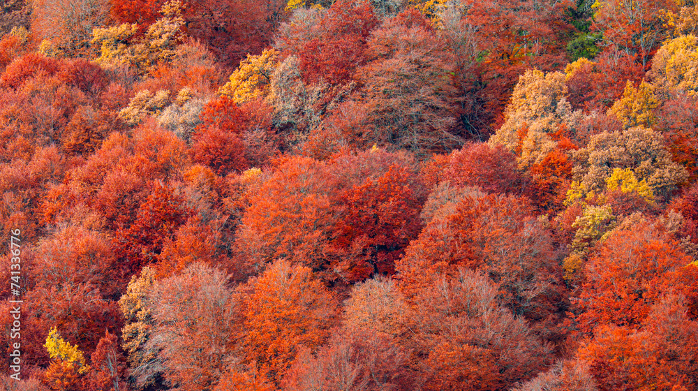 Hayedo de la Pedrosa Natural Protected Area, Beech Forest Autumn Season, Fagus sylvatica, Riofrío de Riaza, Segovia, Castilla y León, Spain, Europe Hayedo de la Pedrosa Natural Protected Area, Beech Forest Autumn Season, Fagus sylvatica, Riofrío de Riaza, Segovia, Castilla y León, Spain, Europe