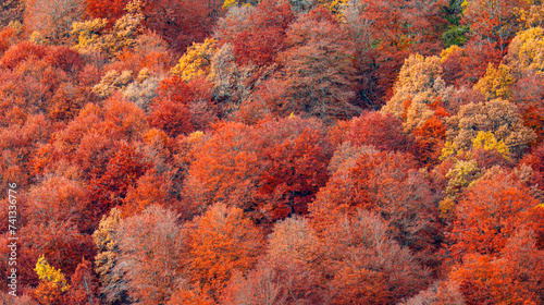 Hayedo de la Pedrosa Natural Protected Area, Beech Forest Autumn Season, Fagus sylvatica, Riofrío de Riaza, Segovia, Castilla y León, Spain, Europe