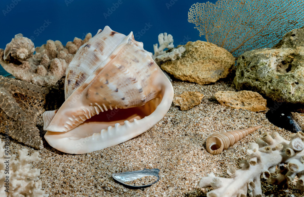 Cassis Cornuta Shell on the sand underwater