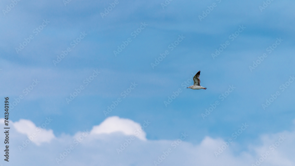 Lesser Black-backed Gull (Heuglin's) flying over the canal mangroves.