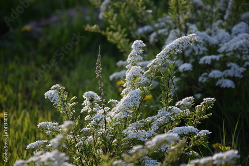Flowers, plants,Summer