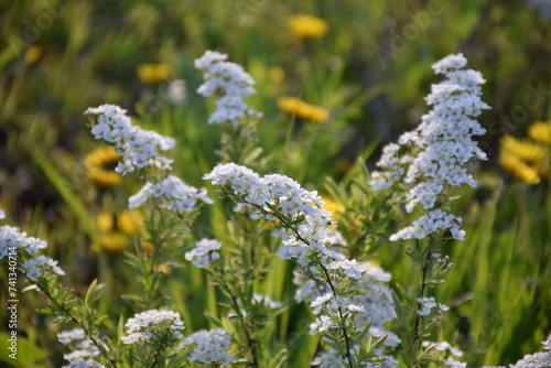 Flowers, plants,Summer
