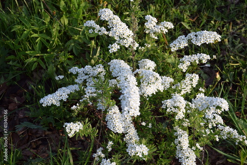 Flowers, plants,Summer