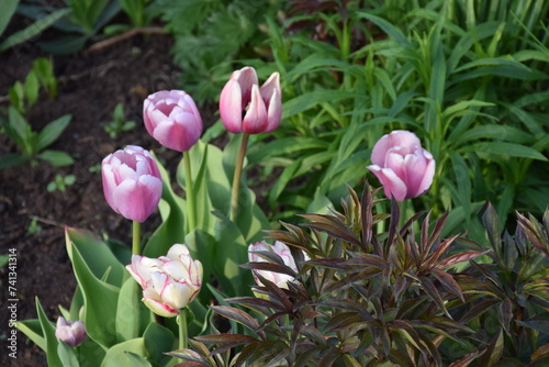 flores