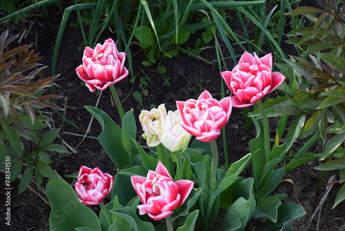 flores