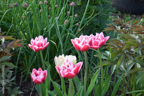 flores