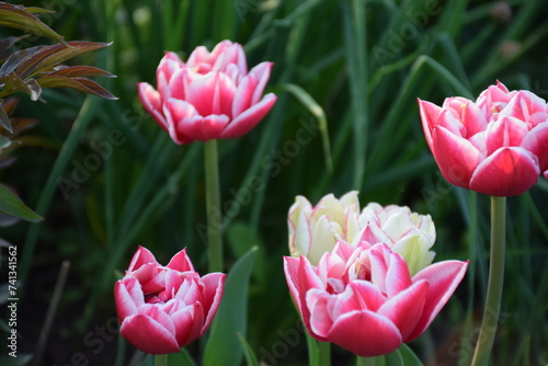 flores
