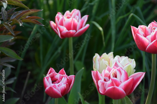 flores