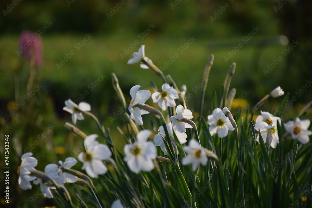 Obraz premium Flowers, plants,Summer