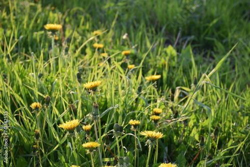 Flowers, plants,Summer