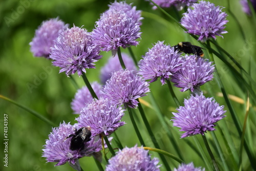 Flowers  plants Summer