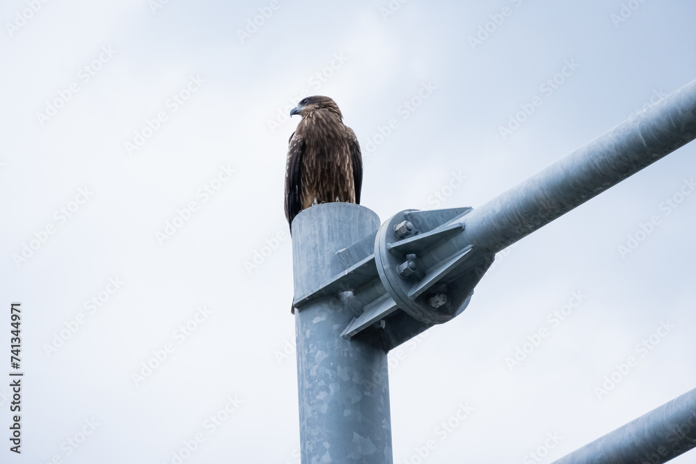 Fototapeta premium 鳥