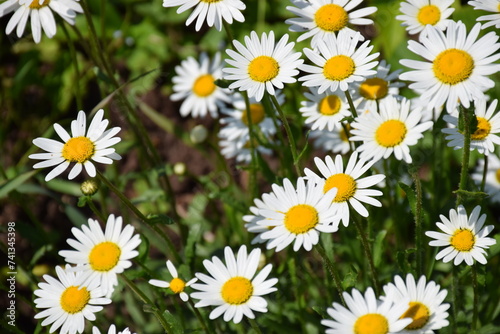 Flowers  plants Summer