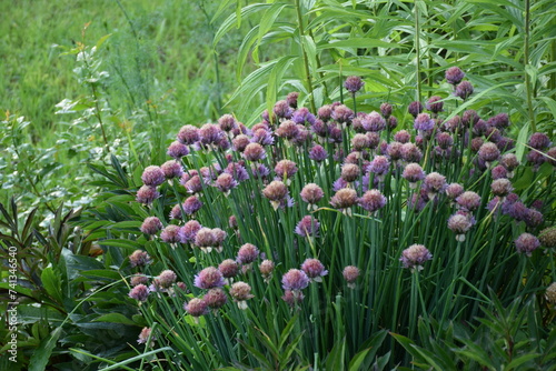 Flowers, plants,Summer